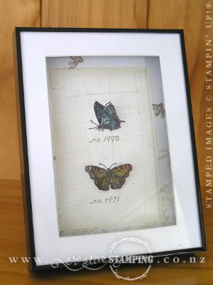 Framed Butterflies