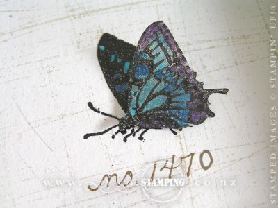 Framed Butterflies