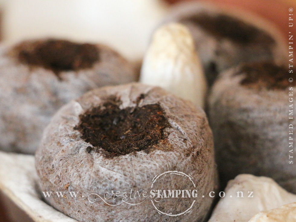 Mini Egg Carton Garden